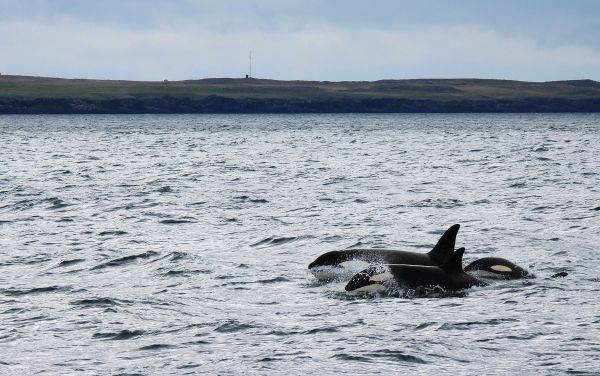 Iceland resumes whaling, controversy returns to North Atlantic